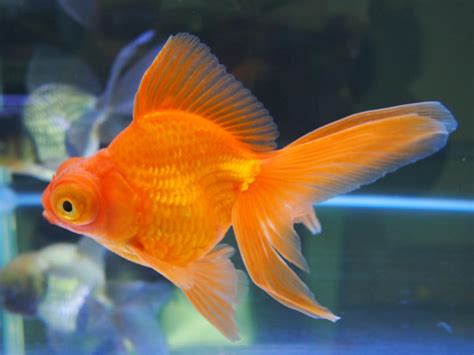 金魚種類 品種 脸上黑斑